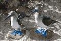 Fou à  pieds bleus (Sula nebouxii) - île de noth Seymour Ref:36732